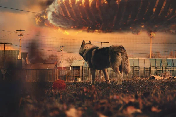 Ένα Σκυλί Husky Ρολόγια Εισβολή Ufo Λαμβάνει Χώρα Στον Ουρανό Φωτογραφία Αρχείου
