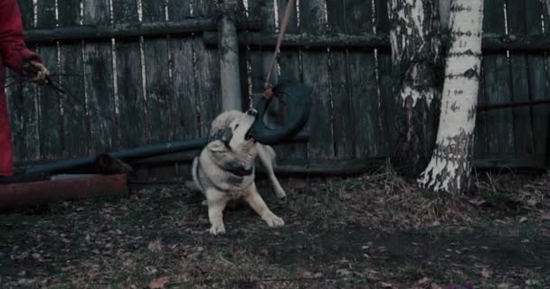 犬のハスキーは白い灰色で 屋外で遊んでいます ハッカ青い目狼ハスキー アクション 愛と動物のケアの概念 — ストック動画