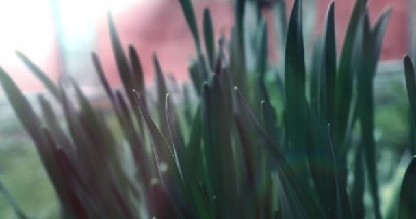 Rozpiętość Kamery Wzdłuż Liści Tulipana Zielona Trawa Promienie Słońca Przedzierają — Wideo stockowe