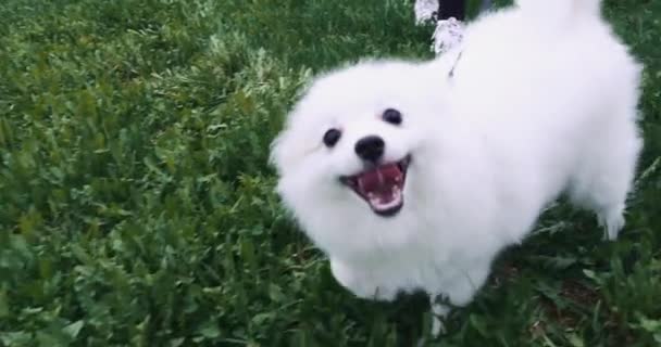 犬の糞だ。白いふわふわのスピッツが緑の芝生の上を走ります。スピッツ種の国産の小さな犬。ペットの世話をしながら綱の上の犬 — ストック動画