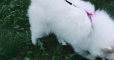 Köpek tükürüğü. Beyaz tüylü tükürük yeşil çimlerde koşar. Spitz cinsinin evcil küçük bir köpeği. Tasmalı bir köpek, evcil hayvanlara bakıyor.