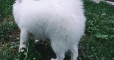 Köpek tükürüğü. Beyaz tüylü tükürük yeşil çimlerde koşar. Spitz cinsinin evcil küçük bir köpeği. Tasmalı bir köpek, evcil hayvanlara bakıyor.