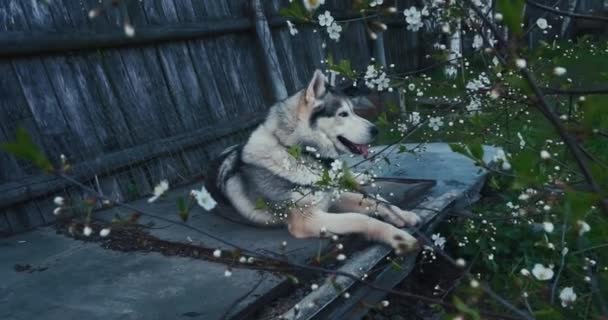 Il cane della razza husky, si trova sul pavimento. Un cane dagli occhi azzurri. Un animale domestico, migliore amico dell'uomo. Colorazione di bianco e nero robusta — Video Stock