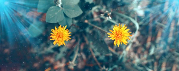 Bloeiende Gele Paardebloemen Een Blauwe Achtergrond Twee Madeliefjes Zijn Geel — Stockfoto