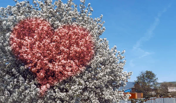 Blossoming apple tree with white flowers against a blue sky. Red flowers of apple trees in the form of a heart. Red heart of apple blossoms, garden, vegetable garden, farming.