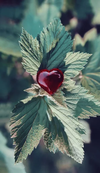 ラズベリーの葉に赤いハート 庭園への愛の概念 農業と農業の愛 選択的ソフトフォーカス — ストック写真