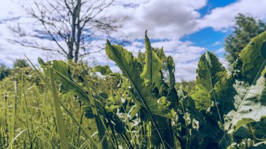 At atı, çimenler mavi gökyüzüne karşı beyaz kümülüs bulutları. Yeşil çimlerin arasındaki kuru ağaç..