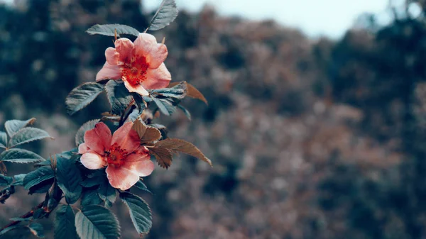 Arbusto Rosa Mosqueta Con Flores Flores Rosas Rojas Contra Fondo —  Fotos de Stock