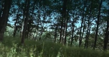 Sabahları yeşil yaz ormanı. Yürümek ve spor yapmak için park et. Kamera ağaçlar boyunca kablolar, 4K 'da ağır çekim..