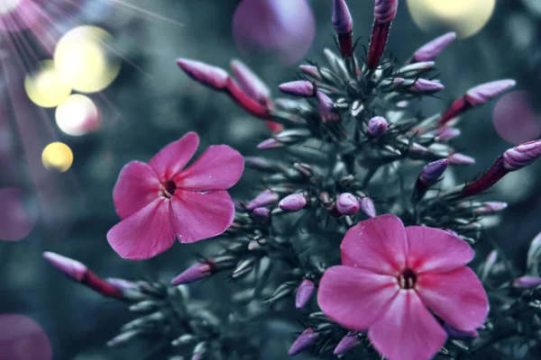 フロックスの花は紫色で 不動産やプロット 開花期を飾るための夏の装飾的な花です — ストック写真