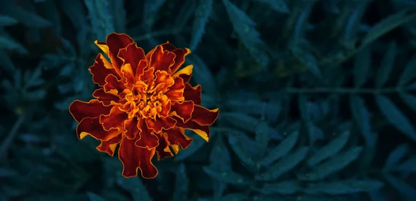 マリーゴールドイエローオレンジ テキストのためのスペース マリーゴールドの葉の背景 観賞用植物の開花期 — ストック写真