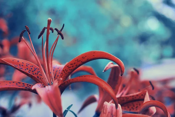 花弁に黒い斑点のある赤いユリの花 さまざまな種類のユリ 園芸植物の開花期 — ストック写真