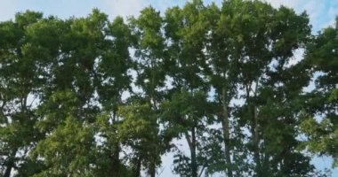 Yeşil yapraklı ağaçlar. Çiçek açan bitkiler, uzun ömürlü kavak, bitki filtreleri.