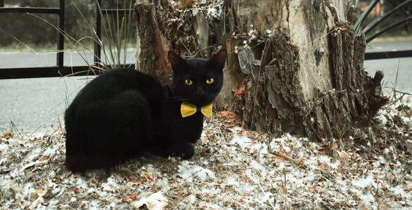 Black Cat Sits Stump Yellow Bow Tie Black Cat Sits — Stock Photo, Image