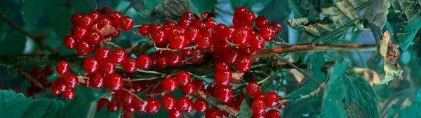 Red Currants Bunches Currants Grow Bush Period Flowering Ripening Berries — Stock Photo, Image