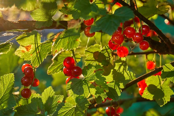 Ribes Rosso Grappoli Ribes Crescono Sul Cespuglio Periodo Fioritura Maturazione — Foto Stock