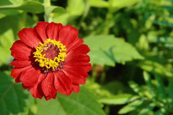 Flor Zinnia Vermelha Núcleo Amarelo Contra Fundo Fundições Verdes Foco — Fotografia de Stock