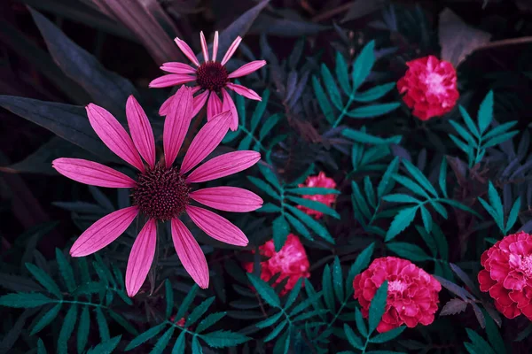 ルドケビアの花 ネオンカラー 自然という概念は — ストック写真