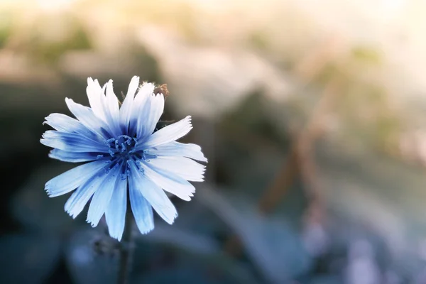 薄青のチコリの花。植物の開花期、多年生草本植物。コーヒーチコリの花 — ストック写真