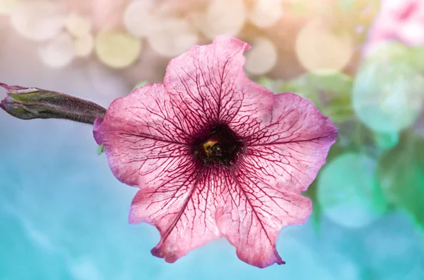 ピンクペチュニアの花 民主的な植物の開花期 庭ペチュニアの花 柔らかい選択的フォーカス — ストック写真