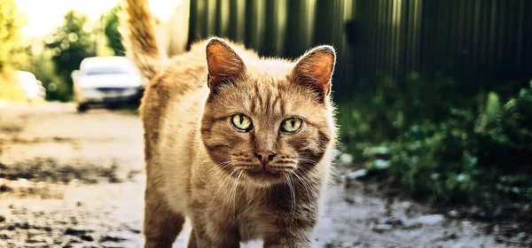 A red street cat with bright yellow green eyes, looks into the camera. Pet, the concept of home animals — Stock Photo, Image