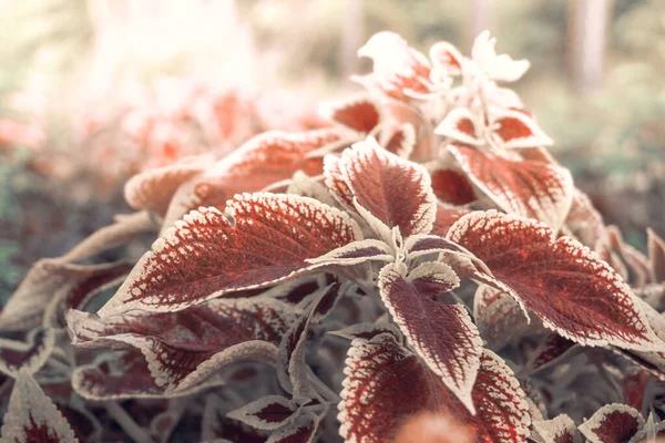 Rostlina Coleus, detailní záběr listů s mírným selektivním zaměřením. Letní květina během období květu pod širým nebem. textura — Stock fotografie