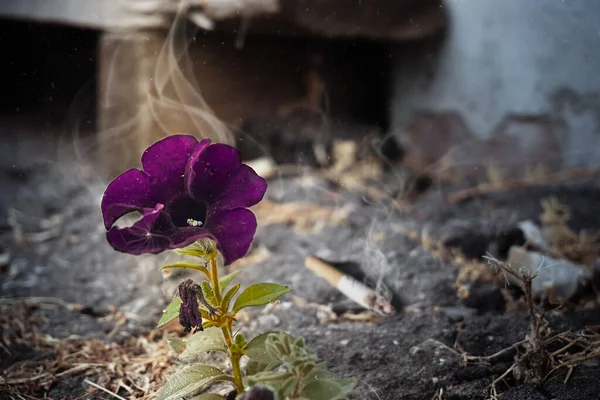 Lone Purple Petunia Flower Grows Cracked Asvalt House Flower Envelops — 图库照片