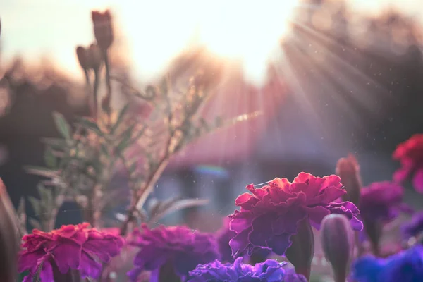 明るい夏の太陽の光に照らされた樹皮からの花のベッド 背景には建物があります 植物Tsevetiyaの期間 — ストック写真