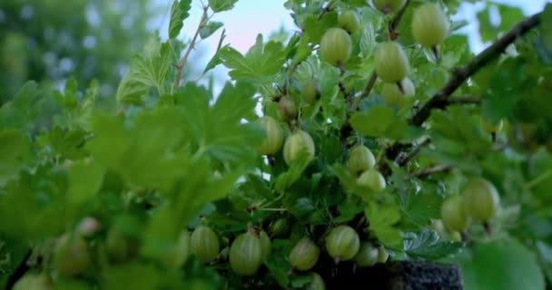 Gooseberry Verde Fructe Padure Gooseberry Tufiș Însorită Vară Perioadă Înflorire — Videoclip de stoc