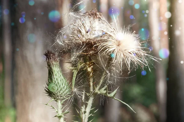 Bodláková Rostlina Dolů Bodláčí Semena Letní Slunečný Den Období Kvetoucích — Stock fotografie