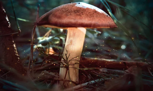 Een paddenstoel in het bos, gloeiende stofdeeltjes vliegen rond. Fantastische sfeer, grote bruine champignonhoed, Zachte selectieve vos — Stockfoto