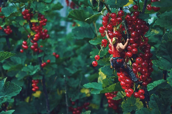 Grosella roja en el jardín de verano. Un escalador trepa un montón de grosellas. collage de fotos — Foto de Stock