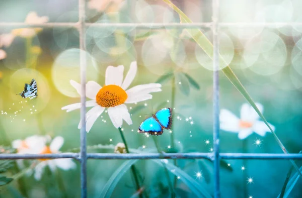 Sedmikrásky za kovovou síťovinou, modří motýli na květině. Zpracování a styl autorů. Letní slunečný den, bokeh a oslnění v pozadí — Stock fotografie