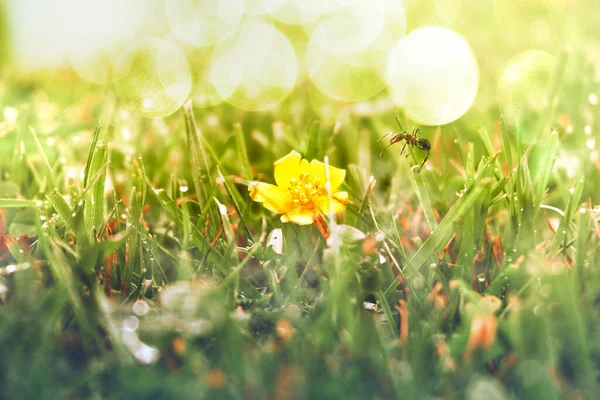 緑の草の日当たりの良い夏のグレード アリは草の刃に座って黄色の花を見ています ボケを背景に ソフト選択的フォーカス — ストック写真