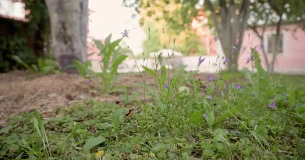 Dzwony Niebieskie Łące Tle Jabłoni Domu Altany Okres Kwitnienia Wzrostu — Wideo stockowe