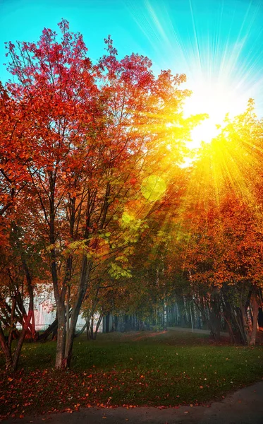 Autumn, yellow, red and orange leaves on trees and grass. A bright yellow orange sun shines through the leaves and branches of trees. The sun in the turquoise sky.