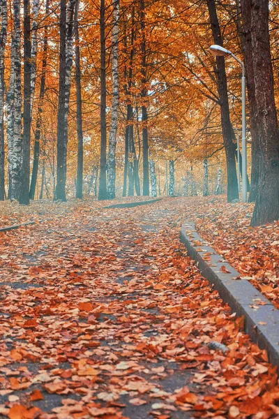 Herbst Wald Gelbe Und Orangefarbene Blätter Boden Jahreszeiten Herbst Platz — Stockfoto