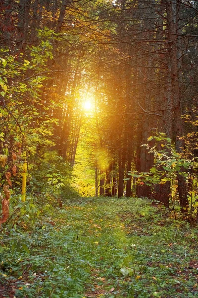 Осенний Парк Желтые Листья Солнечный Осенний День Луч Солнца Прорывается — стоковое фото