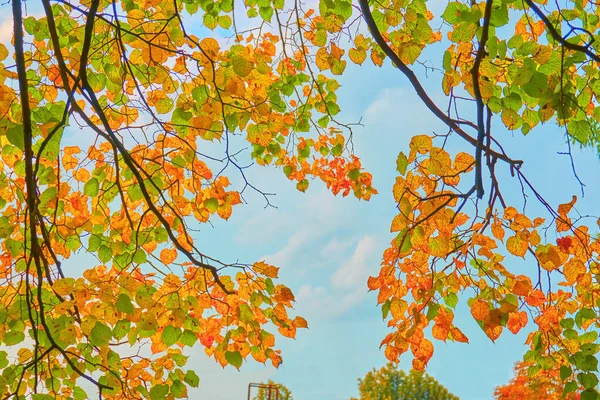 Autumn, yellow, red and orange leaves on trees and grass. A bright yellow orange sun shines through the leaves and branches of trees. The sun in the turquoise sky