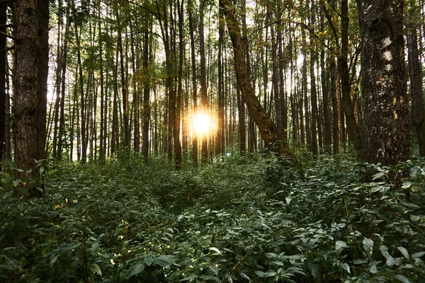 Jesienny park, żółte liście w słoneczny jesienny dzień. Promienie słońca przebijają się przez liście drzew. Miejsce na spacery na zewnątrz — Zdjęcie stockowe