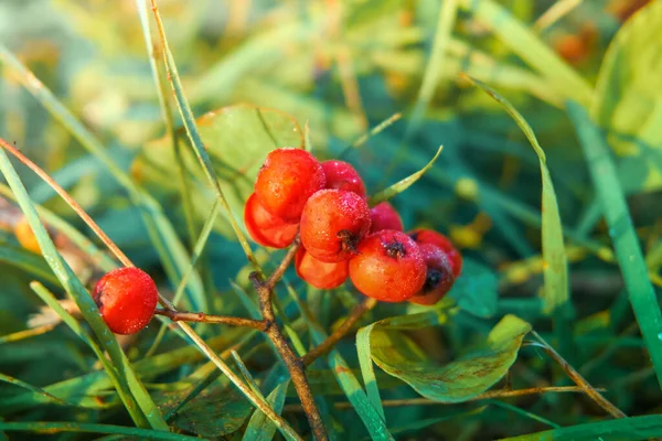 Pequeño Manojo Ceniza Roja Montaña Yace Sobre Hierba Grass Berry — Foto de Stock