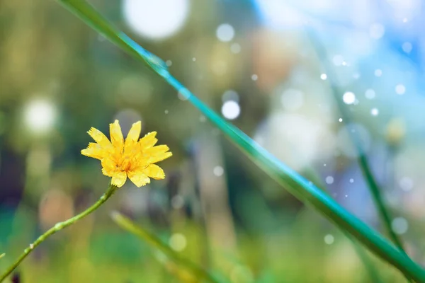Žlutý letní květ na přirozeném pozadí. Období letního květu, obálka, pohlednice, pozadí — Stock fotografie