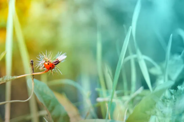 Röd nyckelpiga på en oöppnad blomma. Naturlig sommar bakgrund. En plats för text och kopiering. Mjukt selektivt fokus — Stockfoto