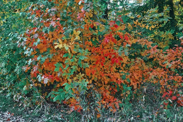 Un árbol con diferentes colores de hojas. Moldes verdes y de pelo rojo, la transición del verano al otoño. Estaciones, antecedentes — Foto de Stock