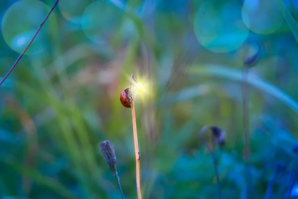 草の刃の上には赤い黒いてんとう虫が座っています 草の先端から明るい懐中電灯が生えています 魔法のような雰囲気 柔らかい選択的フォーカス — ストック写真