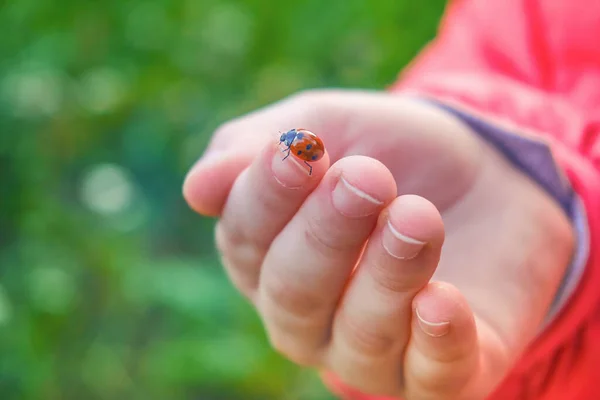 Ett Barns Hand Röd Jacka Håller Nyckelpiga Fingrarna Insekt Med — Stockfoto