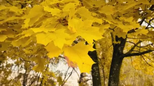 Gelbe Blätter Des Herbst Ahorns Aus Nächster Nähe Reibungslose Bewegung — Stockvideo