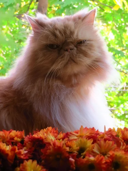 Portret kota perskiego — Zdjęcie stockowe