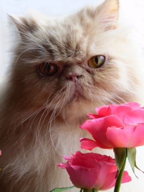 Farsça kedi portresi