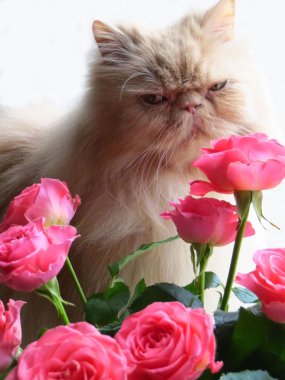 Farsça kedi portresi